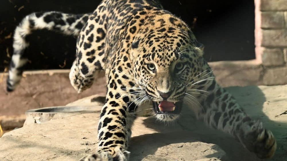 Former Zimbabwean Cricketer Hospitalized After Leopard Attack