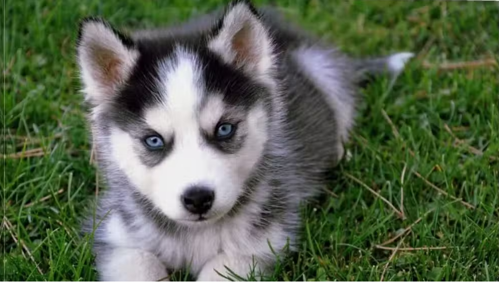 Husky Puppy Stolen by Courier Service Driver in Islamabad