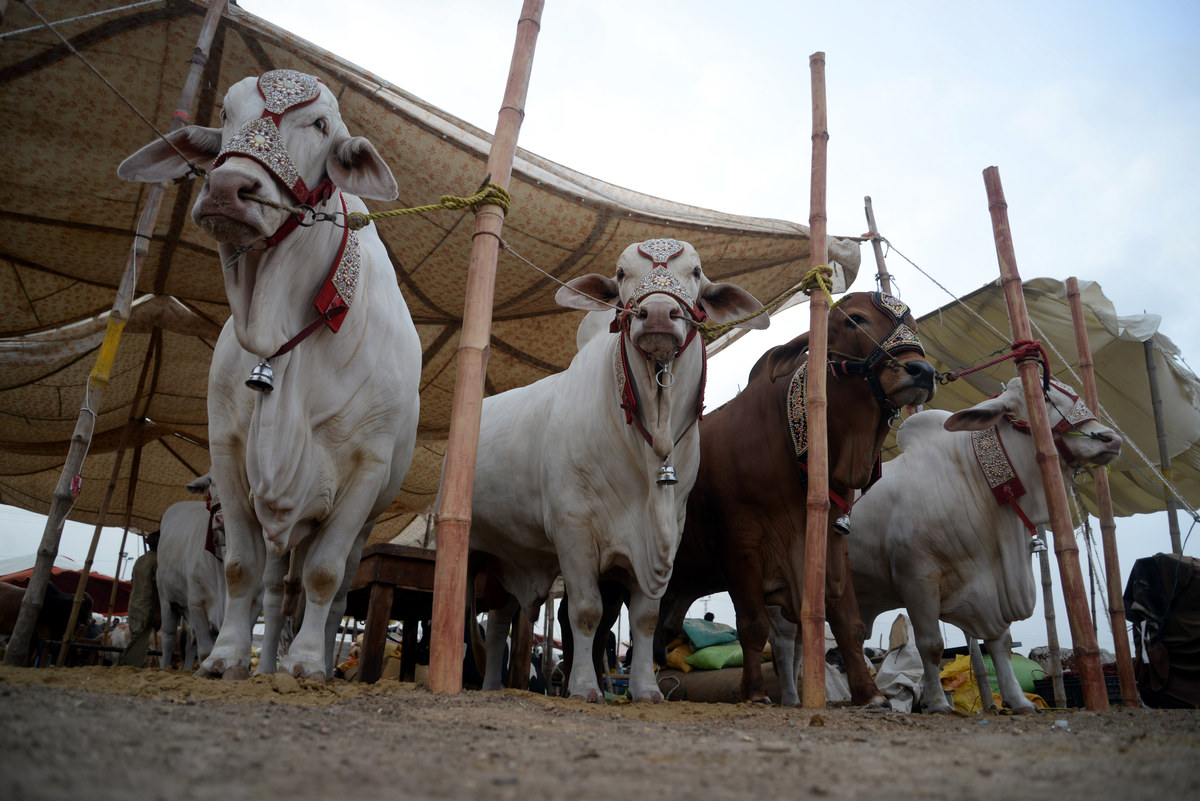 Largest Cattle Mandi of Asia Set to Open on May 10th