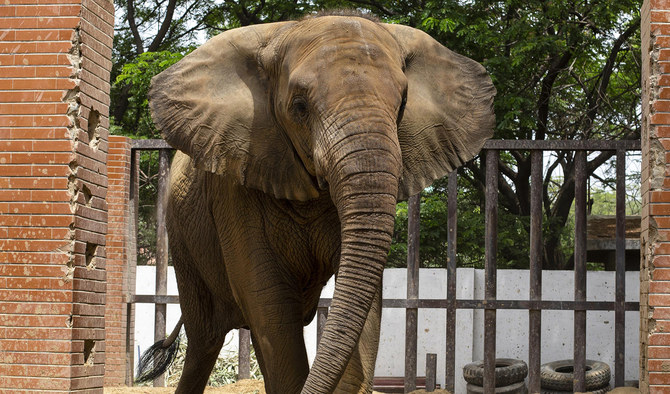 Madhubala Elephant to Find New Home at Safari Park Lahore