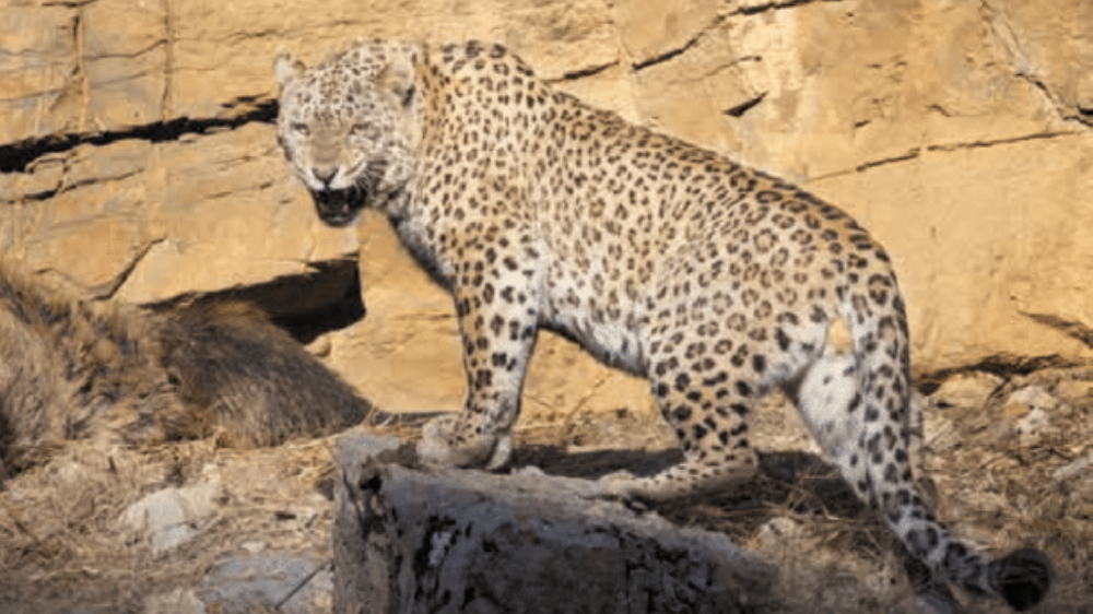 Rare Persian Leopard Sighting in Hingol National Park, Balochistan