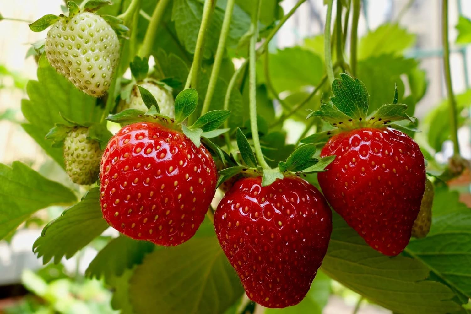 Strawberries Top Choice for Kidney Health