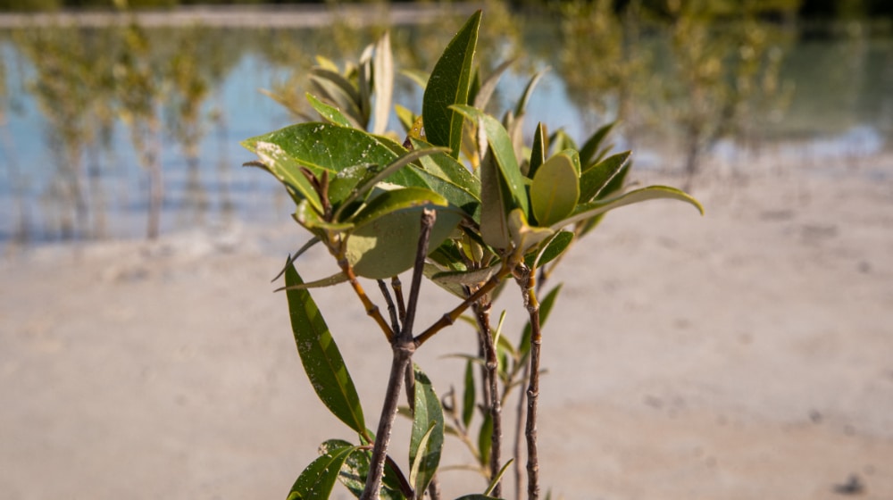 UAE Environment Agency Plants 850,000 Mangrove Trees