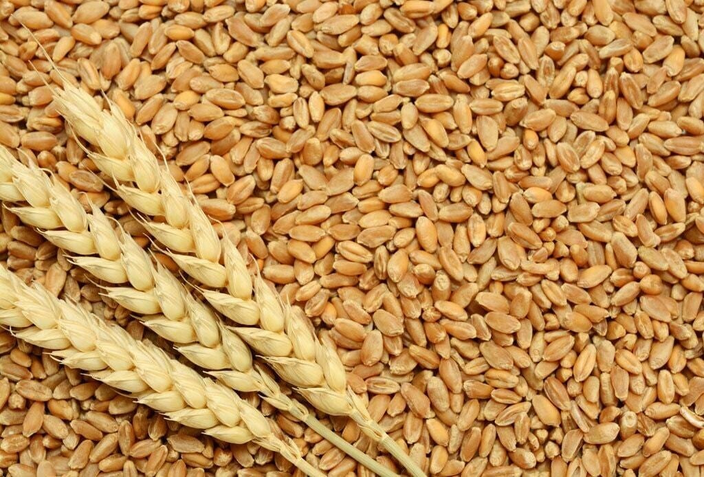 Wheat Imports to Rise in Pakistan, Says World Bank