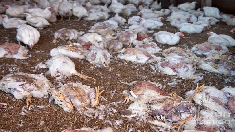 Punjab Food Authority Seizes 800kg of Dead Chickens