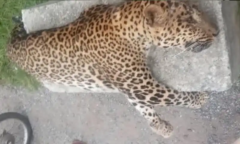 leopard
