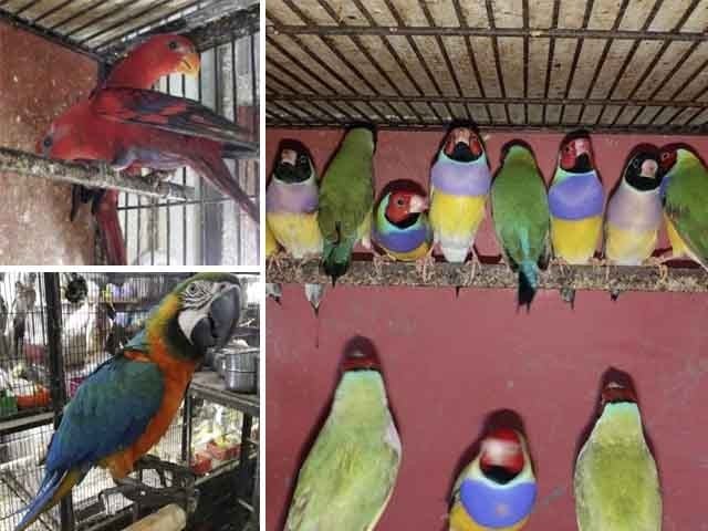 parrot