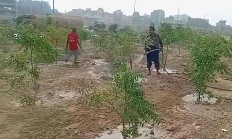 urban forest