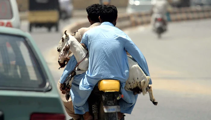 goats